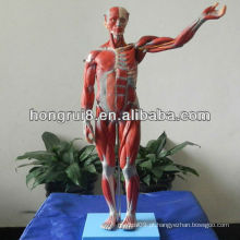 Modelo de Modelo de Manequim Masculino, Modelo de Anatomia de Músculos Deluxe ISO Muscles